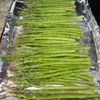 Sparanghel la Cuptor-(roasted Asparagus)