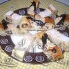 Prajitura cu cocos