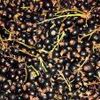 Coacaze Negre Conservate in Sirop