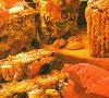 Chec de fructe