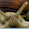 Mancalatorii  Franta
