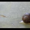 Prepararea melcilor - raspuns la o intrebare pusa saptamana trecuta
