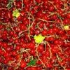 Fructe de Coacaze Rosii pentru Iarna
