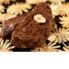 Biscuiti cu cacao