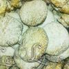 Biscuitei de casa cu untura