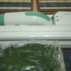 DIN CATEGORIA LEGUME CONGELATE DUPA FIERBERE - SPANAC 