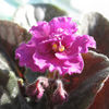 Florile de catifea - Violetele